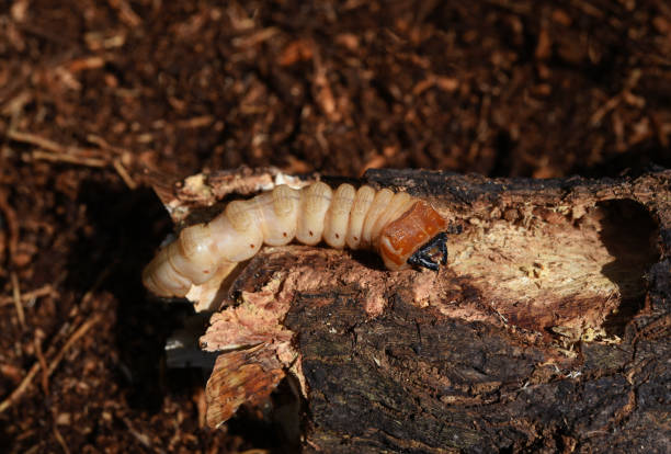 larva de escarabajo de cuernos largos - branch caterpillar animal hair insect fotografías e imágenes de stock