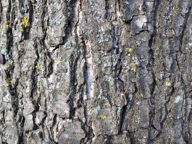 istock Cut Leaved Alder - Bark / trunk close up 1435600300