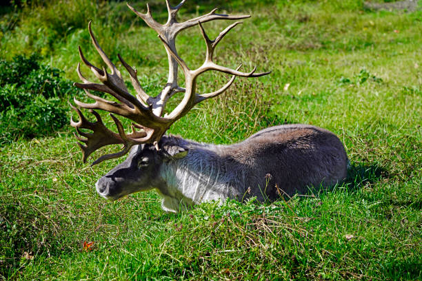 A picture of lying boreal woodland caribou from Canada