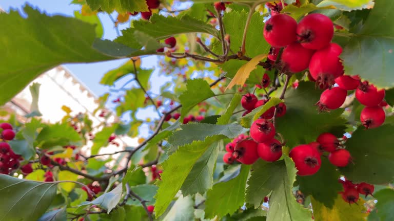 Red hawthorn berries close up in the city park