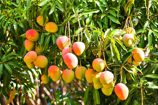 Miyazaki mangoes on a tree