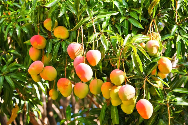 close-up de mangas vermelhas - orchard fruit vegetable tree - fotografias e filmes do acervo