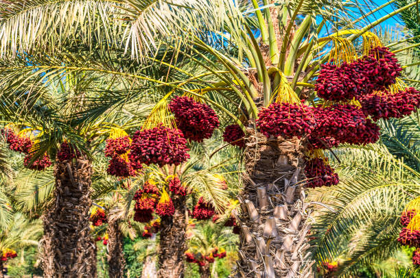 Dates orchard near the Muscat Red dates orchard in the Arabian desert date palm tree stock pictures, royalty-free photos & images