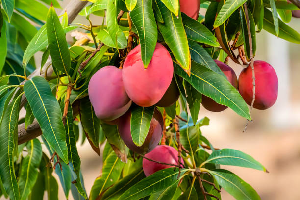 gros plan sur les mangues rouges - skill agriculture horizontal outdoors photos et images de collection