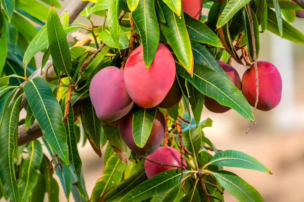 close up red mango fruits - tree skill nature horizontal imagens e fotografias de stock