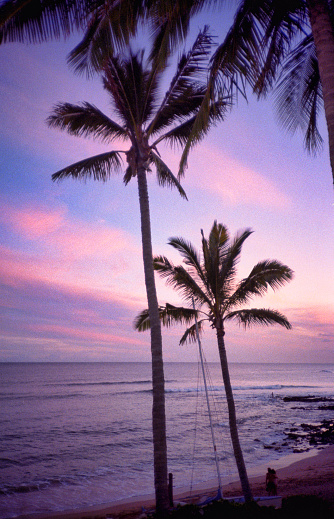 A 1990s vintage Fujifilm film photograph scan of lush palm trees in silhouette front of the ocean on a tropical island during a vibrant purple sunset.