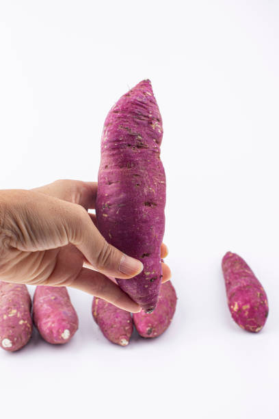istock Hands holding fresh sweet potato 1435602532