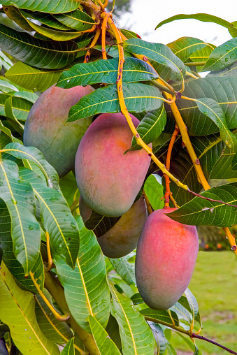 Close up Miyazaki mangoes in the orchard