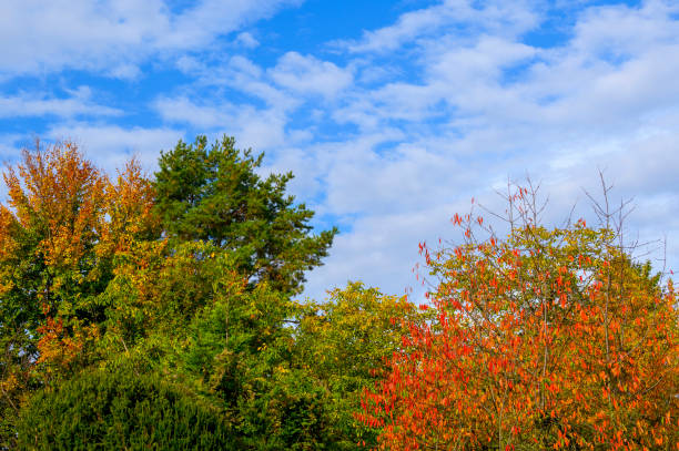 Trees with brightly colored autumn leaves lit by the sun.