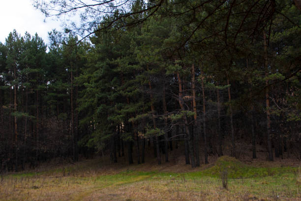 Pine forest in late autumn.Not so colorful anymore, but still beautiful.