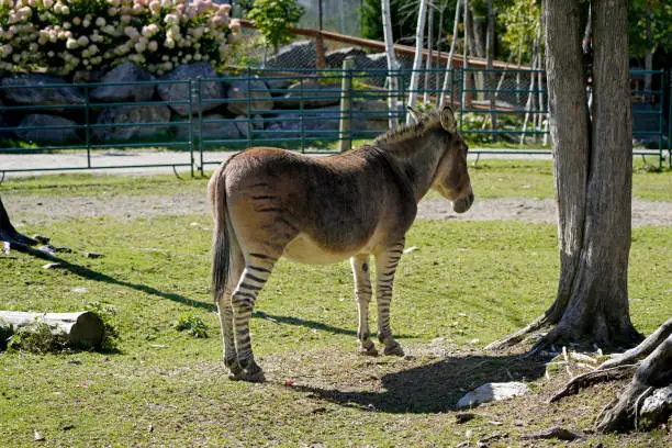 A picture of a mixed donkey and zebra, zonkey, zebroid