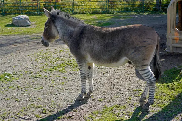 A picture of a mixed donkey and zebra, zonkey, zebroid