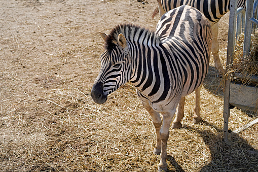 A picture of a chapman's zebra in a zoo