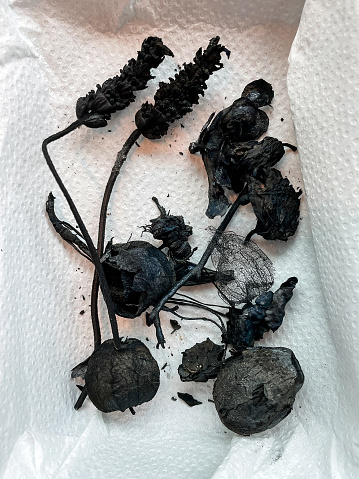 Charcoal plant carcas from the biochar