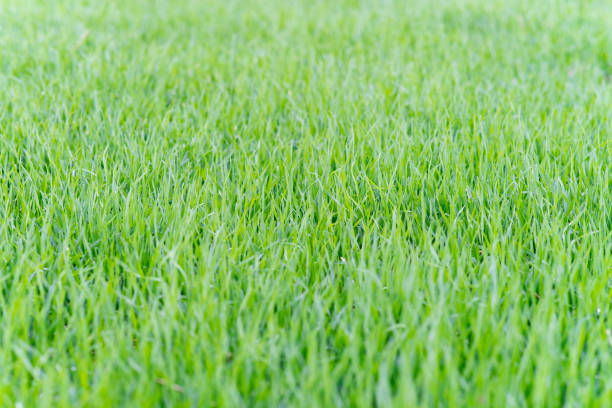 istock Grass close-up. Background of a solid green high lawn. Grass texture. Horizontal frame. Blurred foreground. 1435607992