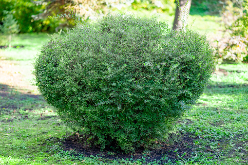 Littleleaf boxwood. Buxus microphylla. Trimmed green bush in a batanic garden. landscape design.
