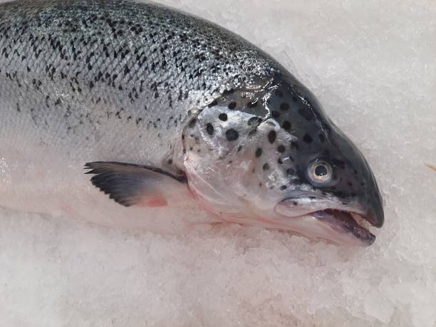 цельный лосось. - freshness seafood crushed ice salmon стоковые фото и изображения