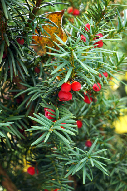 Yew tree (Taxus cuspidata) Branches with Red Berries. Yew tree (Taxus cuspidata) Green Branches with Red Berries. taxus cuspidata stock pictures, royalty-free photos & images