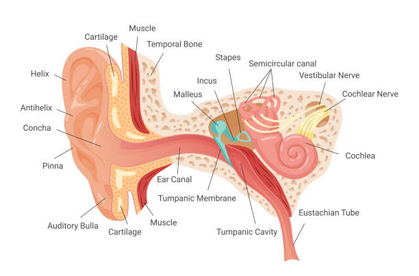 ilustrações de stock, clip art, desenhos animados e ícones de anatomy of human ear infographic scheme vector flat illustration. inner structure hearing mechanism - eustachian tube
