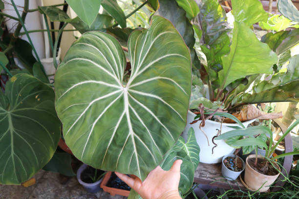 istock Philodendron Gloriosum ,Philodendron plant 1435610490