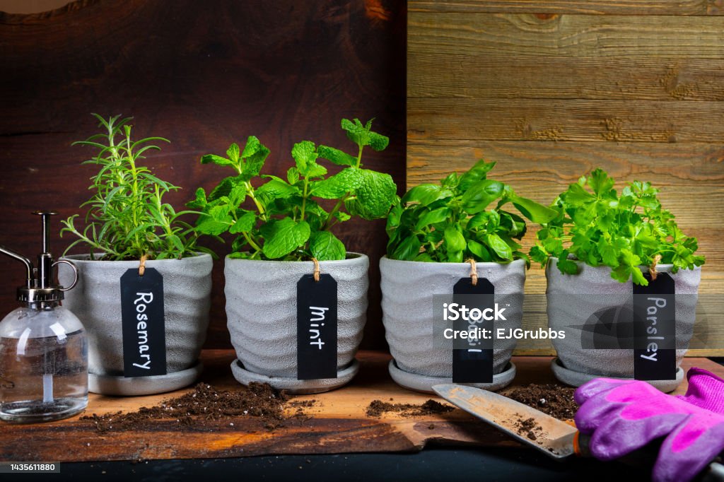 Variety of Indoor Herb Plant Garden in Flower Pots on a table Close-Up Of Potted Plants On Table Against wood background Herb Garden Stock Photo