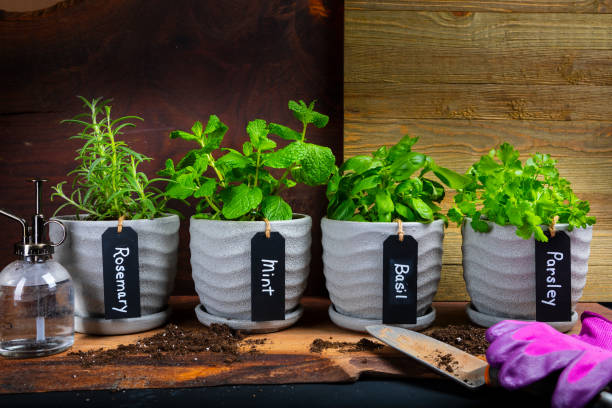 Variety of Indoor Herb Plant Garden in Flower Pots on a table Close-Up Of Potted Plants On Table Against wood background rosemary seedlings stock pictures, royalty-free photos & images