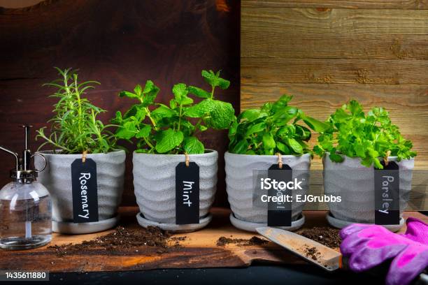 Variety Of Indoor Herb Plant Garden In Flower Pots On A Table Stock Photo - Download Image Now