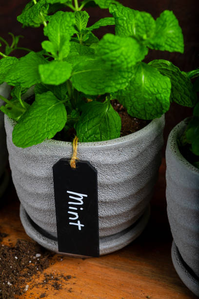 istock Fresh Mint Plant Potted against a Natural Wood Table 1435611885