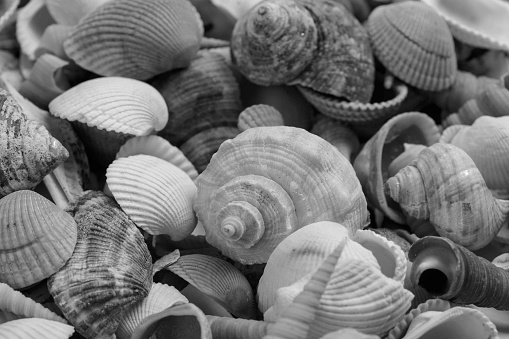 Tropical Seashell background, sea shells mixed