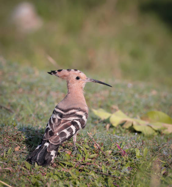 upupa eurasiatica uccello. - hoopoe bird feeding young animal foto e immagini stock