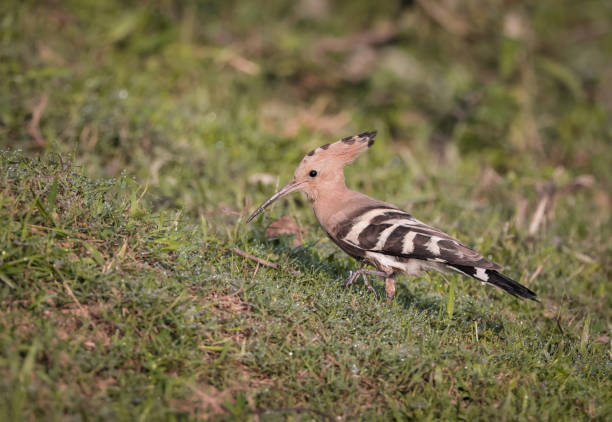 upupa eurasiatica uccello. - hoopoe bird feeding young animal foto e immagini stock