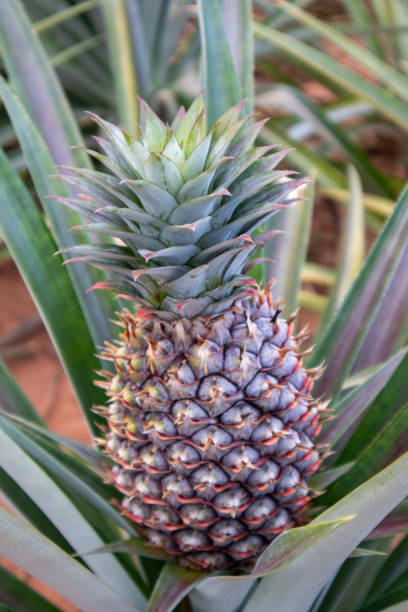 istock Vertical View , Beautiful growing pineapples ready to eat in the farm 1435613732