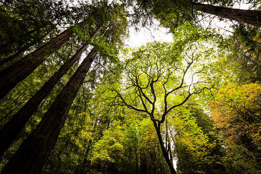 Redwood forest canopy in Muir Woods National Monument