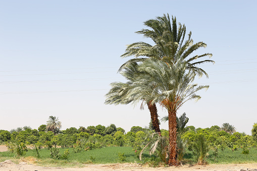 Palm tree on the plantation field in Egypt, Africa.