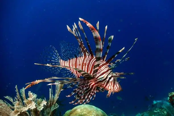 A closeup of a Red lionfish in the sea