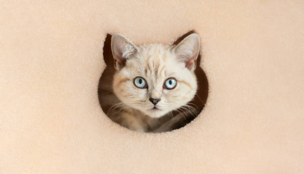 istock Cat curiously looks out from a hole in the cat tower 1435618015