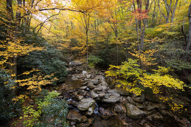 colores de otoño en grandfather mountain en el oeste de carolina del norte - grandfather mountain fotografías e imágenes de stock