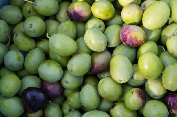 Pile of mature olives from Dalmatia, Croatia, freshly harvested and ready to be pressed for oil