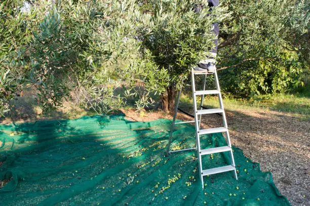 Manual harvesting olives, picker on the ladder and mature olives on the green net, from Dalmatia, Croatia