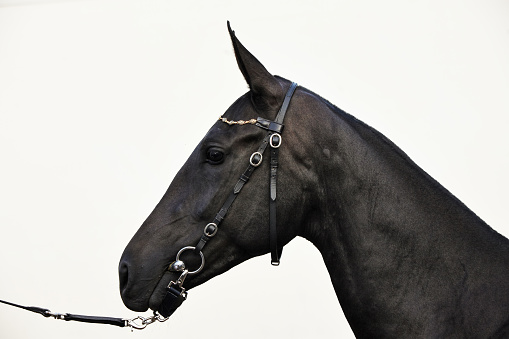 Black akhal teke horse portrait on light background