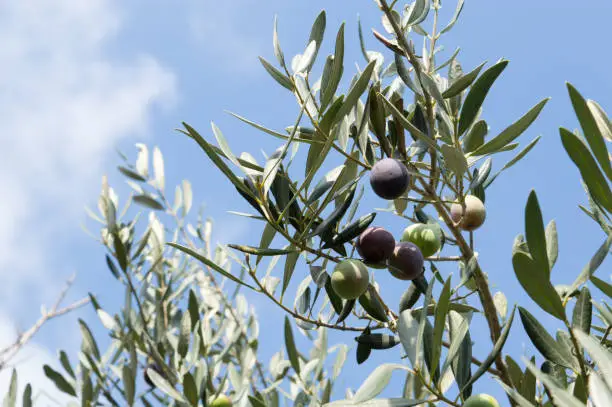 Mature olives on the tree, Olea Europaea, ready for the harvest, Mediterranean fruit from Dalmatia, Croatia