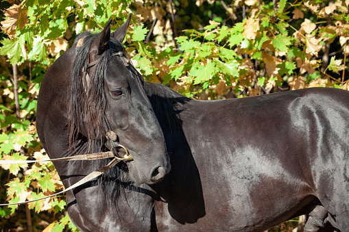 Kladruber harness horse in autumn leave background