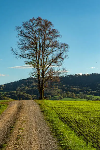 Autumn Landscape in Fricktal - light, color, nature