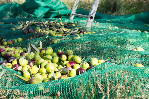 Harvested olives on the green net, hand picked and ready to be pressed for oil, from Dalmatia, Croatia