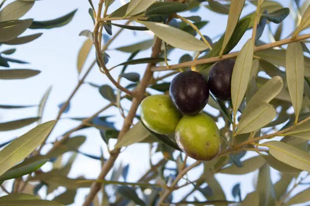 Mature olives on the tree, Olea Europaea, ready for the harvest, Mediterranean fruit from Dalmatia, Croatia