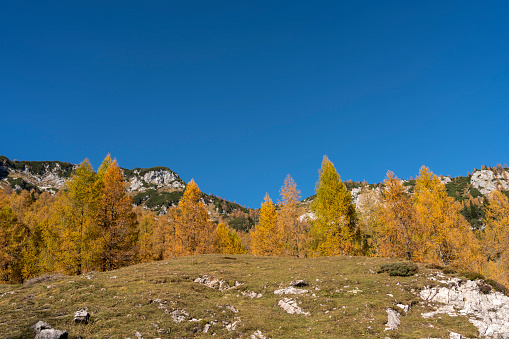 Beautiful golden color larches in autumn against clear blue sky.