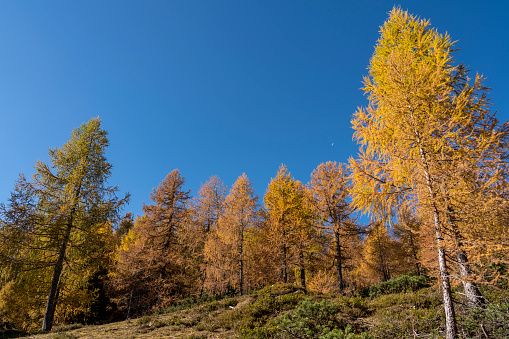 Beautiful golden color larches in autumn against clear blue sky.