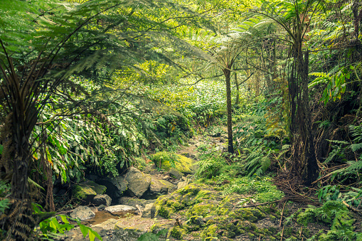 Laurel and high fern forest, small stream in center. Azores. Portugal