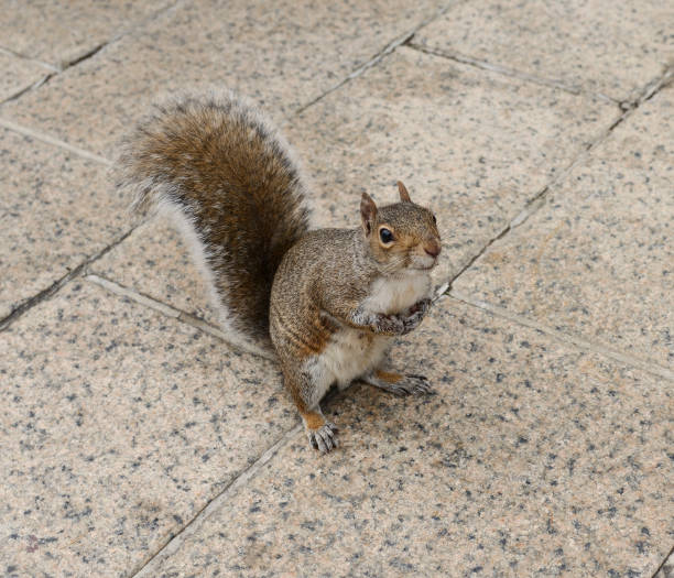 istock Funny Eastern gray squirrel in winter before Christmas in Washington, D.C. 1435623363