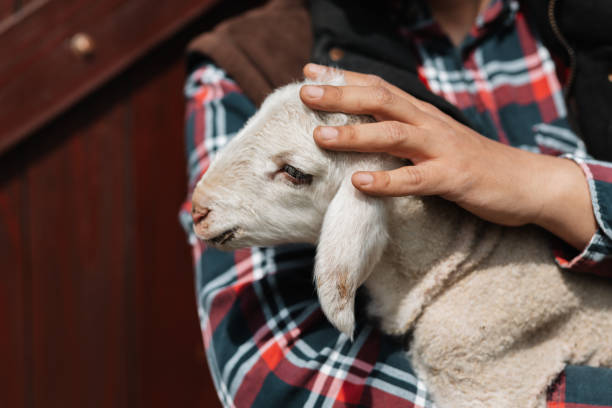 Farmer holding a one day old baby lamb on sheep farm. Loving farmer taking care of animals.  Animal farm. Sheep pen. Baby sheep.